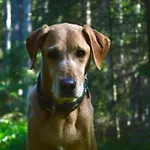 Kleine Bio Tiefenbach Hotel Schladming